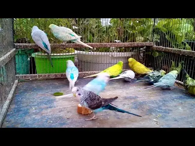 'Video thumbnail for 🤯 Parrot Solves Puzzle In 10 Seconds! 🦜 Genius Bird!'