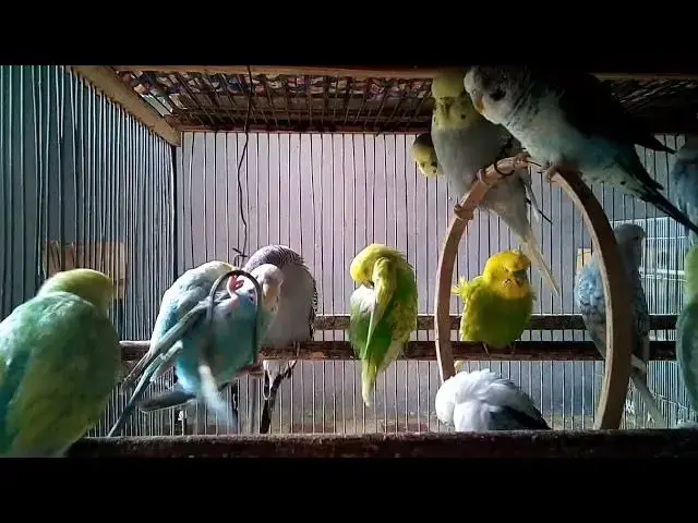 'Video thumbnail for Budgies Cleaning Each Other  Gentle Bird Bonding'