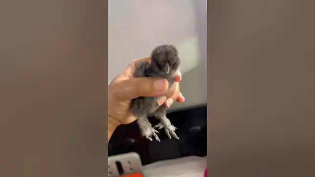 'Video thumbnail for Backyard chickens | Chicks #backyardchickens'