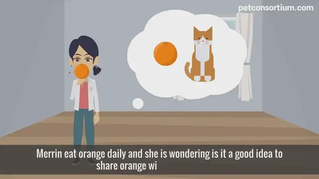 'Video thumbnail for Can cats eat oranges'
