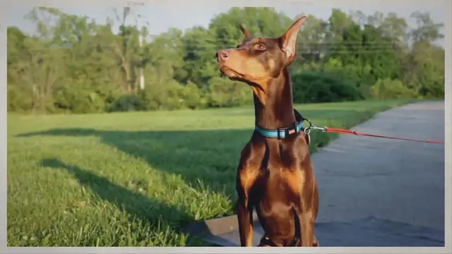 'Video thumbnail for 8 Best Head Collars for Dogs Reviews and Buying Guide'