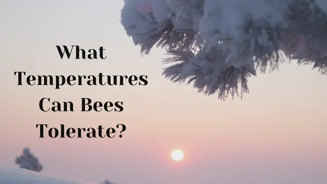 'Video thumbnail for What Temperatures Can Bees Tolerate?'