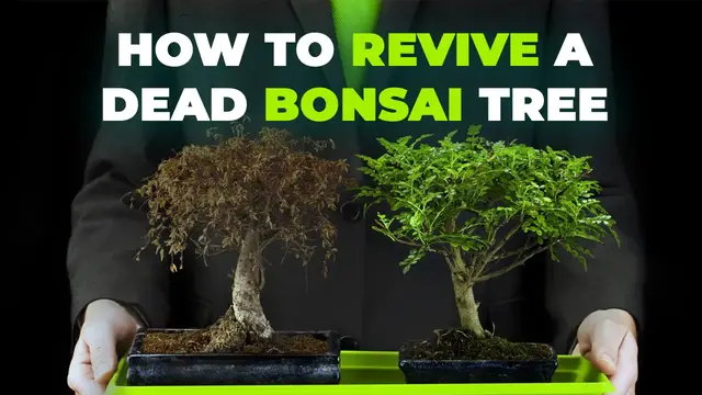 'Video thumbnail for How to Revive a Dead Bonsai Tree'