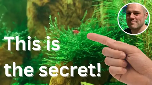 'Video thumbnail for Keeping Shrimp WITHOUT A Filter! THE SECRET TO SUCCEEDING WITHOUT USING A FILTER!'