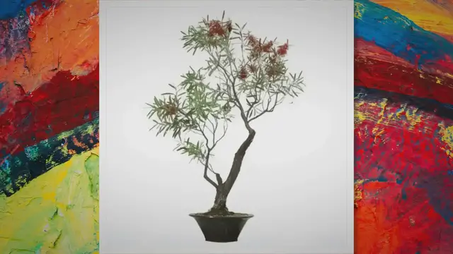 'Video thumbnail for Bottlebrush bonsai care'