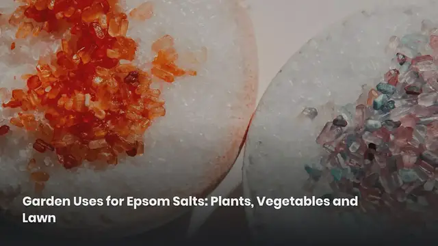 'Video thumbnail for Garden Uses for Epsom Salts'