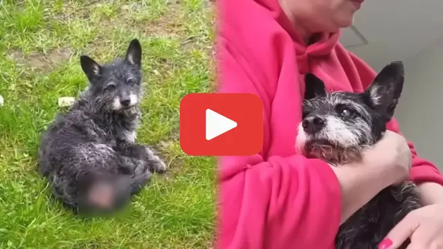 'Video thumbnail for Abandoned in the Rain, a Cancer-Stricken Dog Trusted the Wrong Person'