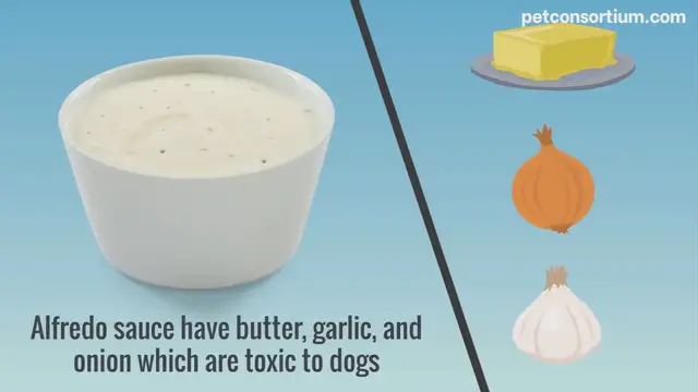 'Video thumbnail for Can dogs eat alfredo sauce'