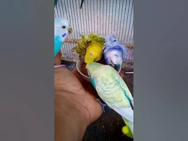 'Video thumbnail for This Amazon bird toy is SO COOL#birds#parrot #birdslover #budgis #lovebirds #budgiegar #cute #health'