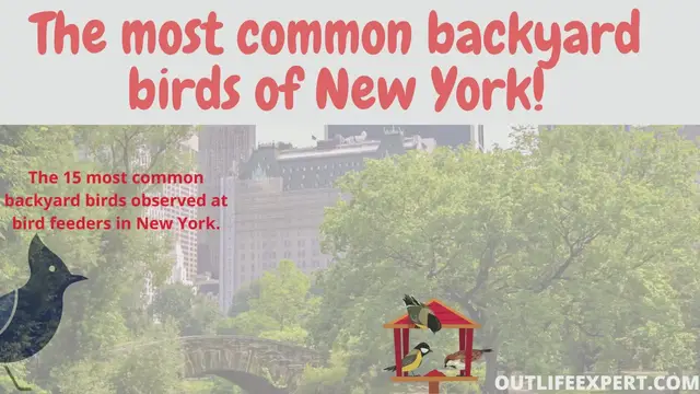 'Video thumbnail for New York birds'