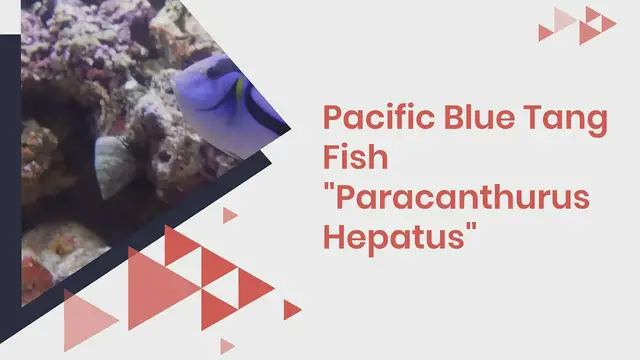 'Video thumbnail for Pacific Blue Tang Fish “Paracanthurus Hepatus”'
