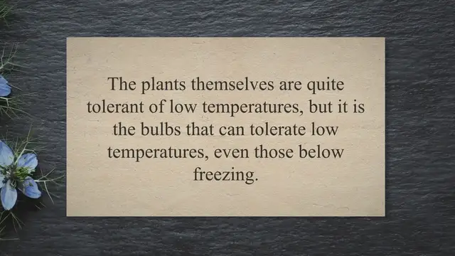'Video thumbnail for How cold can tulip plants tolerate?'