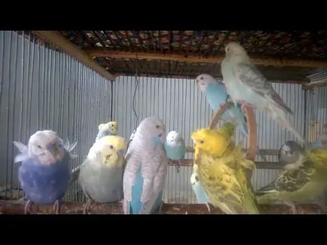 'Video thumbnail for The Cutest Budgie Sound Compilation Ever 🐦🥰  So Soothing!'