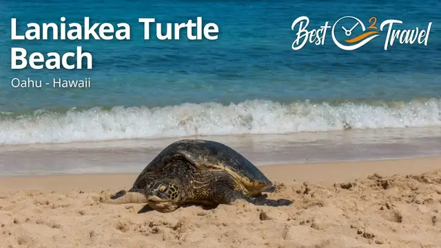 'Video thumbnail for Laniakea Turtle Beach - Watch Basking Turtles in Oahu Hawaii'