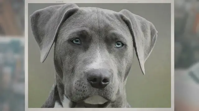 'Video thumbnail for Puppy shots . Are they mandatory, when to get them?'