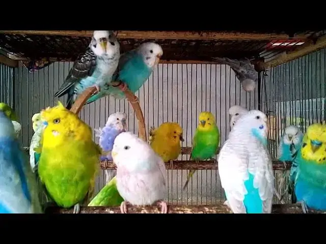 'Video thumbnail for Funny Budgie Talking & Loving Sounds 😂🐤  Can You Handle the Cuteness!'