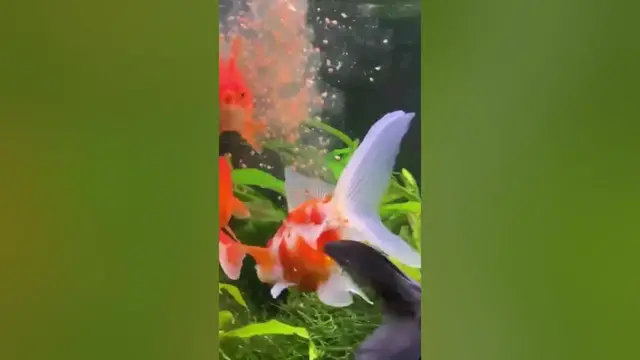 'Video thumbnail for Fantail Goldfish Eating Daphnia'