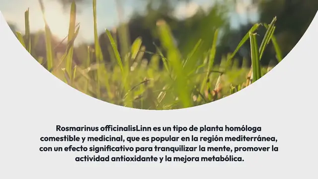 'Video thumbnail for Té de romero para mejorar el metabolismo y perder peso'