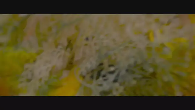 'Video thumbnail for The Sun In The Flowers - Grace Storm Ad'