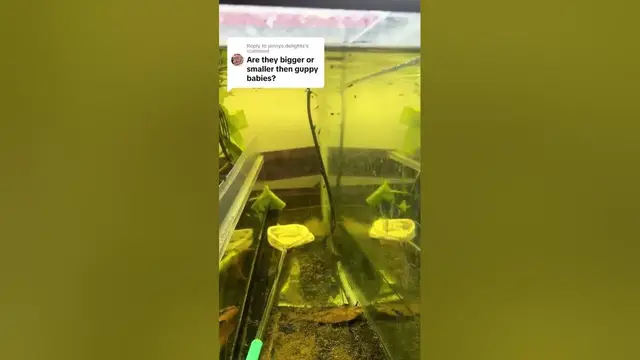 'Video thumbnail for rainbow fish egg update. They are growing. Melanotaenia species "Kali Myesiu"'