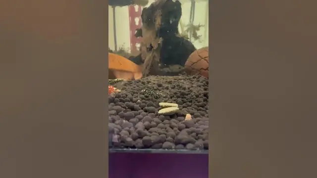 'Video thumbnail for Caridina shrimp are so pretty. Why do they have to be so sensitive?'