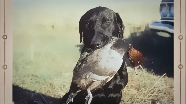 'Video thumbnail for 27 Dog Jobs That Make Life Better For Humans'