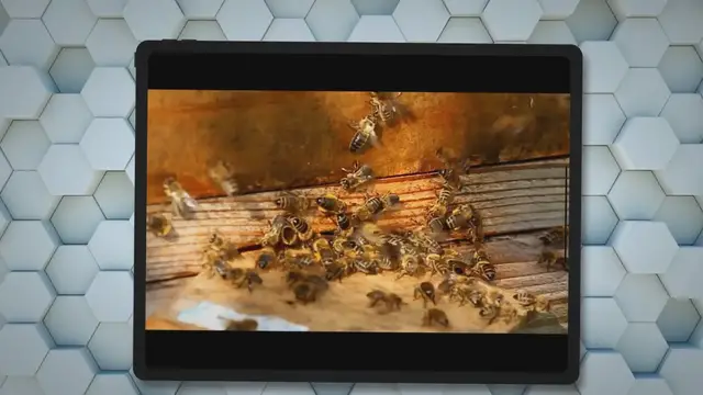 'Video thumbnail for How Many Hives Can One Person Manage? Tips From A Pro'