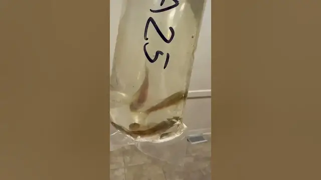 'Video thumbnail for First time seeing lda25 plecos. Confused them for Corys'