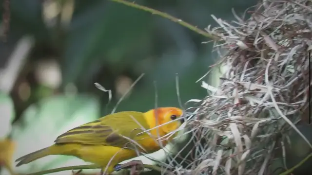 'Video thumbnail for 5 Essential Tips Every Beginner Birdwatcher Should Know!'