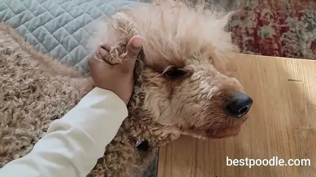 'Video thumbnail for HOW TO CLEAN A POODLE'S EAR'