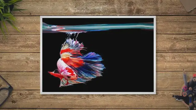 'Video thumbnail for Are Betta Fish Freshwater Or Saltwater'