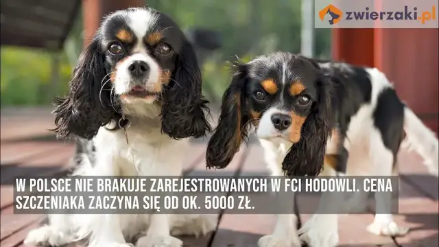 'Video thumbnail for Cavalier king charles spaniel – opis rasy'
