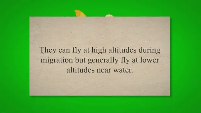 'Video thumbnail for Do Ducks Fly High In The Sky? (Answer Might Surprise You!) 2023 » Petybird.com'