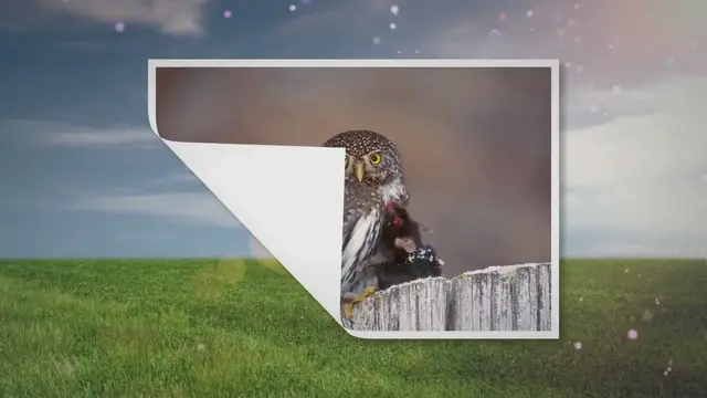 'Video thumbnail for What Do Owls Eat At Night? (The Simple Answer!) 2023 » Petybird.com'
