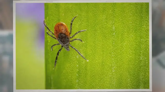 'Video thumbnail for Do Ticks Live in Groups? The Facts Explained'