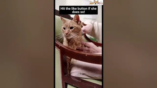 'Video thumbnail for Is it the right way to groom a cat?'