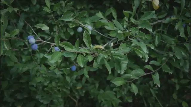 'Video thumbnail for Can Berries Be Left Out At Room Temperature?'