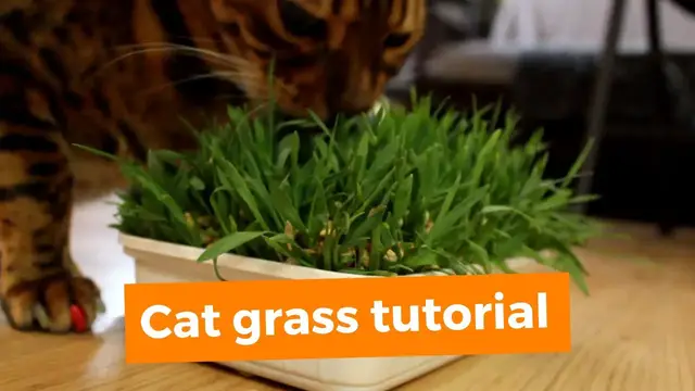 'Video thumbnail for How to grow and use cat grass'
