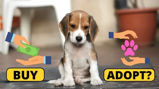'Video thumbnail for Adopting vs Buying a Beagle: the pros and cons of both Worlds'