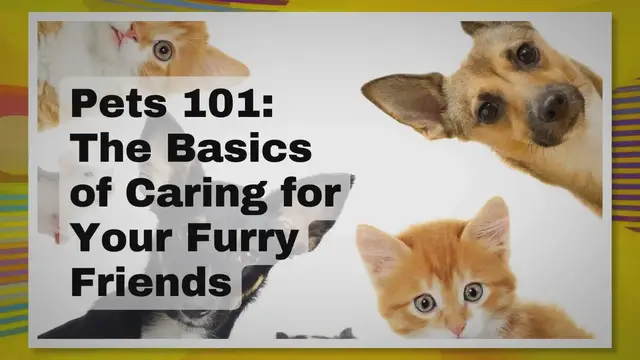 'Video thumbnail for Pets 101 (Pets in 90 Seconds)'