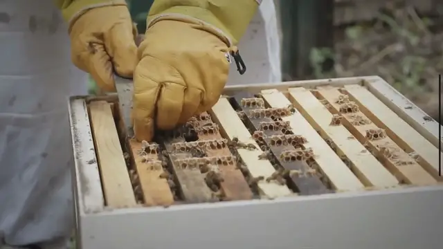 'Video thumbnail for How Long Can A Queen Bee Live In A Cage'