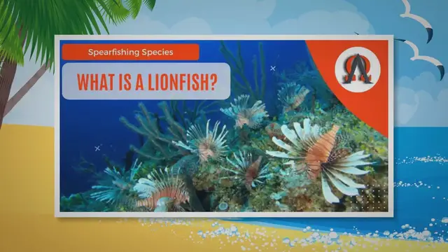 'Video thumbnail for What Is A Lionfish? - Alpha and Omega Outdoors'