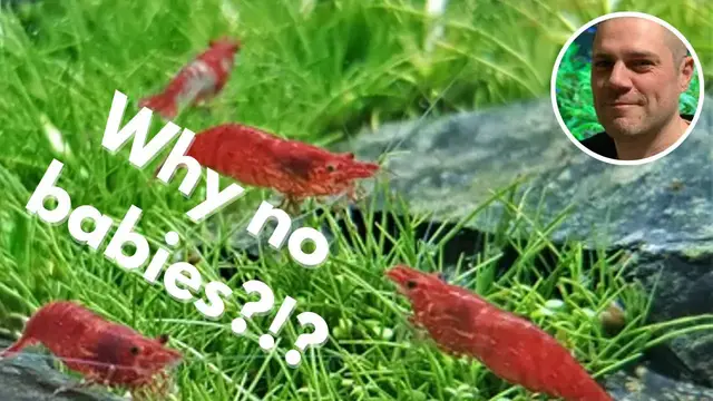'Video thumbnail for Why Aren't My Red Cherry Shrimp Breeding? WHEN WILL I SEE RED CHERRY SHRIMP BABIES?'