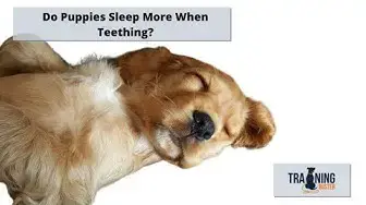 'Video thumbnail for Do Puppies Sleep More When Teething?'
