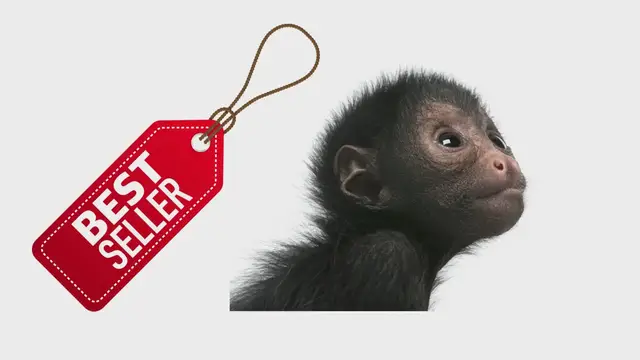 'Video thumbnail for Buy a pet monkey in Texas'