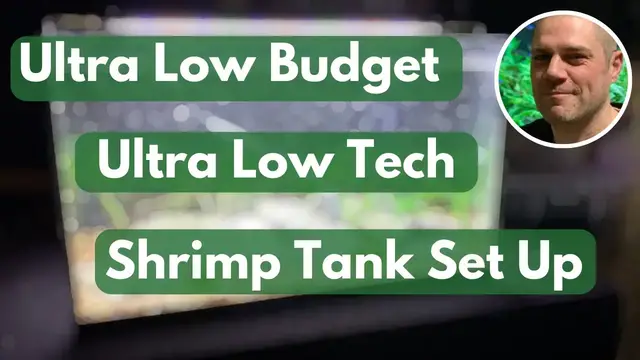 'Video thumbnail for Low Budget, Low Tech Shrimp Tank Set Up - AN EASY WAY TO SET UP AN AQUARIUM FOR BOTH FISH AND SHRIMP'
