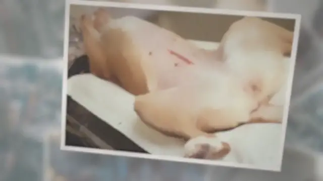 'Video thumbnail for How Long Are Dogs In Season For? (Care guide)'