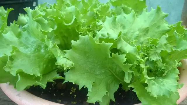 'Video thumbnail for How To Grow Lettuce In Containers'
