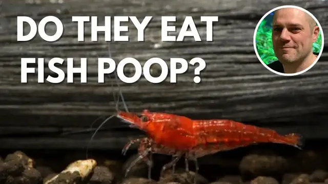 'Video thumbnail for Do Red Cherry Shrimp Eat Fish Poop? WILL RED CHERRY SHRIMP BREAK DOWN THE FISH POOP?'
