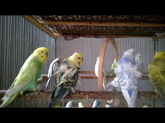 'Video thumbnail for Budgie Water Play Sounds   Splashing Happiness! 💦😊 #WaterBirds #FunSounds'
